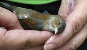 Más de mil aves muertas o heridas por colisiones con ventanas en Chicago, según Smithsonian Magazine