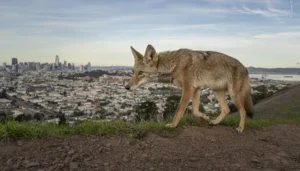 Wildlife Photographer of the Year: Smithsonian difunde una selección de 19 imágenes galardonadas