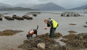 Sgiath, la labradora escocesa que detecta una invasora marina y gana un premio animal